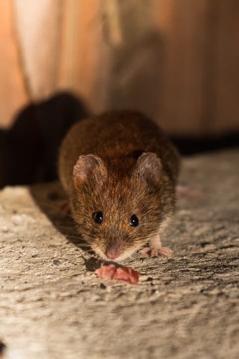 Gemeinde Neuschönau Landkreis Freyung-Grafenau Tierfreigelände Maus (Dirschl Johann) Deutschland FRG